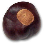Buckeye  Nut - Natural - Celebrate Local, Shop The Best of Ohio